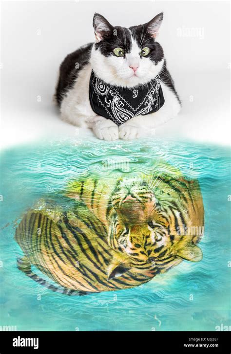 Cat And Tiger Stock Photo Alamy