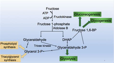 Metabolism Of Fructose Galactose And Lactose Flashcards Quizlet