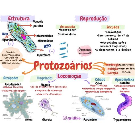 Mapas Mentais Sobre Protozo Rios Study Maps