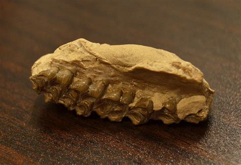 Help With Oligocene Fossils - Fossil ID - The Fossil Forum