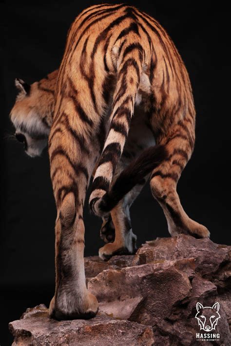 Mounted Tiger Hassing Taxidermy