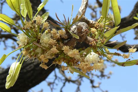 The Shea Tree – The Wonder Tree | Blog.Nurserylive.com | gardening in india