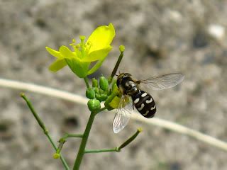 BugBlog: Summer Hoverfly identification