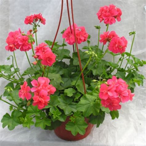Пеларгония плющелистная "Pelargonium" в кашпо купить по цене рублей от ...