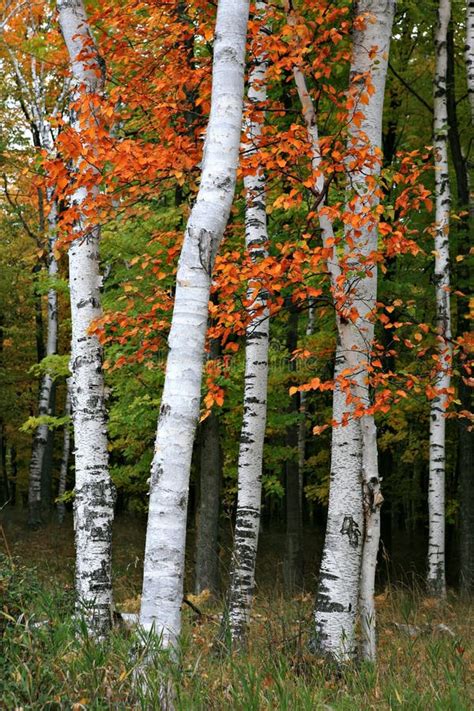 120+ Aspen birch Free Stock Photos - StockFreeImages