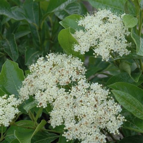 Brandywine Viburnum Indy Plants