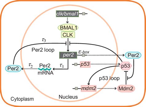 Schematic Of The Interactions Between P53 And Per2 Signal Pathways In