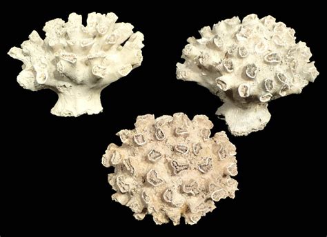 Fossil Corals Dichocoenia Coral Prehistoric Ocean Fossils