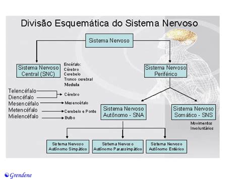 3 Organização Estrutural Do Sistema Nervoso