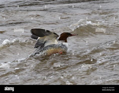 Please allow me to introduce myself. My name is Mick Durham and I'm