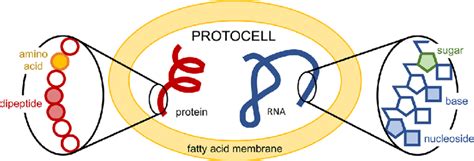 Schematic Of A Potential Version Of A Protocell Fatty Acids Are