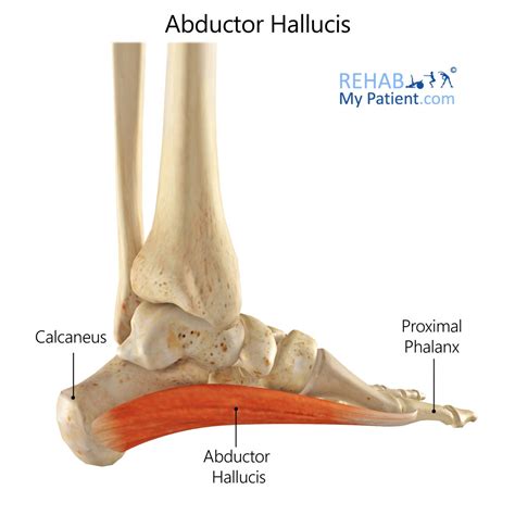 Abductor Hallucis | Rehab My Patient