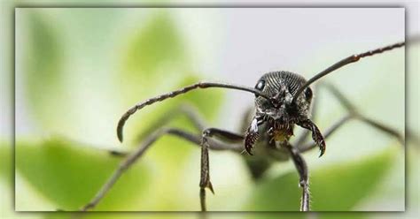 Can Ants Smell The Secret Behind Their Sense Of Smell