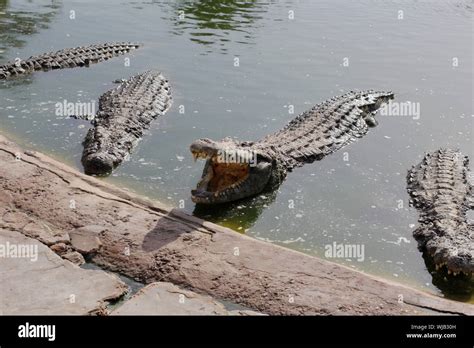 One crocodile showing teeth. Open jaws crocodile. Crocodile farm ...