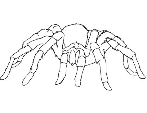 Free Printable Spider Coloring Pages For Kids