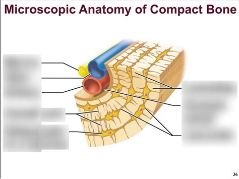 A P Ament Chapter Bone Histology Microscopic Anatomy Of Compact