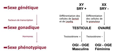 Embryo Cours D Veloppement De L Appareil G Nital Et