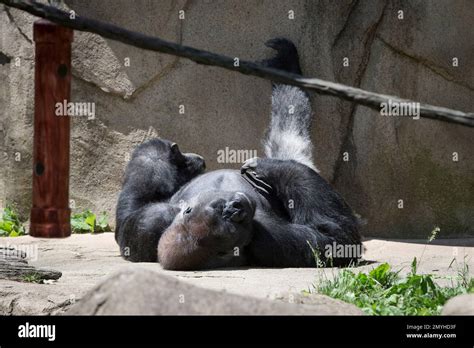 Jomo A Male Silverback Gorilla Rests In His Enclosure At The Gorilla