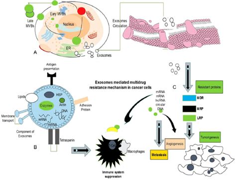 Exosomes Biogenesis Morphology And Composition Multidrug Resistance