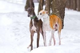 Greyhound Mixes: 21 Unique Crossbreeds (With Pictures)