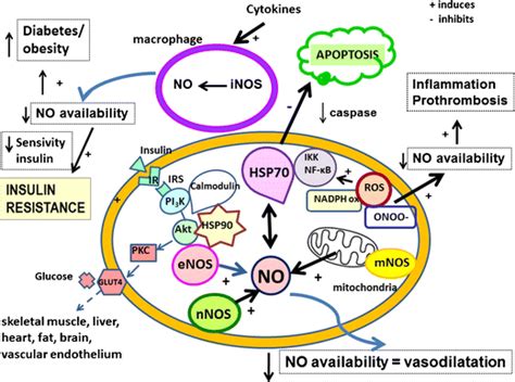 Effect Of Nitric Oxide As A Mediator Of The Insulin Resistance