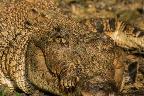 A Large Saltwater Crocodile At Borneo Stock Image Image Of