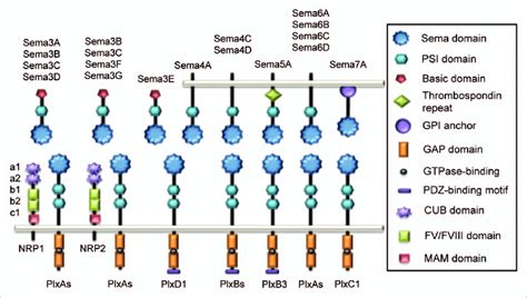 Schematic Representation Of Vertebrate Semaphorins And Their Receptors