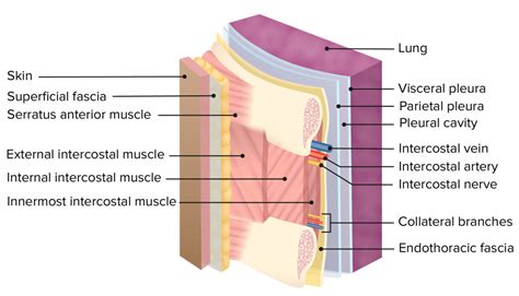 Pleura Anatomy Concise Medical Knowledge