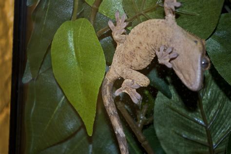 Can Someone Help Me Determine The Sex My Crested Gecko Imgur