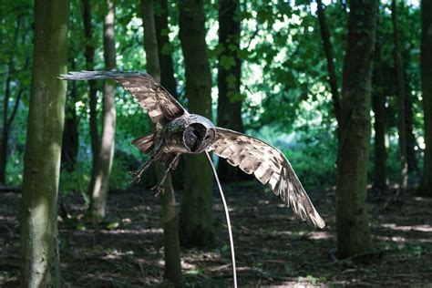 Flying Barn Owl Stainless Steel Dadey Fine Metal Art