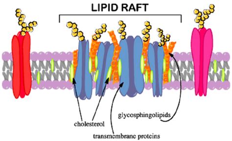 Lipid The Definitive Guide Biology Dictionary