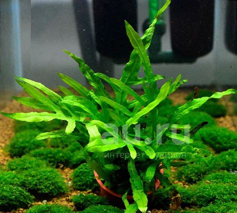 Трезубец - Папоротник Тридент простое и не требовательное растение для ...