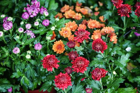 How To Grow And Care For Hardy Mums