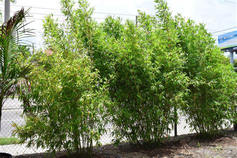 About Jungle Jacks Bamboo Nursery