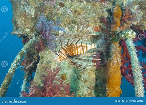 Red Sea Lionfish On A Shipwreck Stock Photo Image Of Pteris