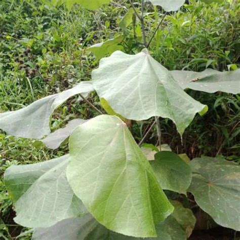 Jual Daun Waru Mulus Tidak Robek 1 Kg Shopee Indonesia