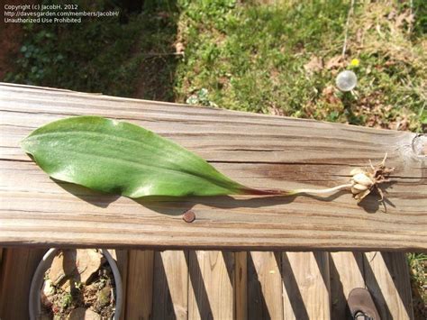 Plant Identification Small Woodland Plant W Single Leaf And Bulb 3 By