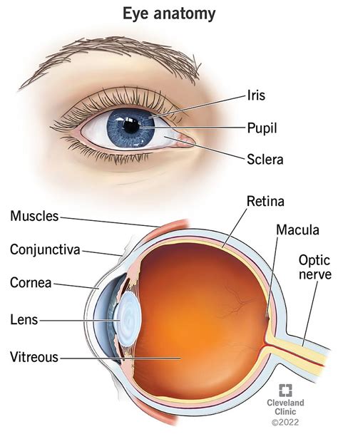 external eye anatomy