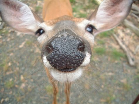 Cute Deer Photos - Pets Cute and Docile