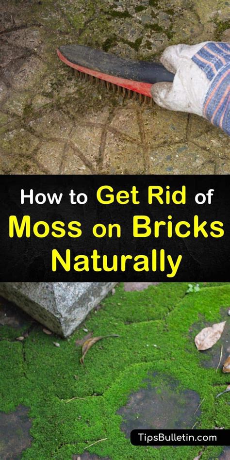 Smart Ways To Get Rid Of Moss On Bricks Naturally How To Clean Brick