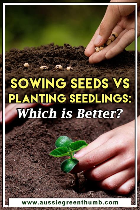 Sowing Seeds Vs Planting Seedlings Which Is Better Agt