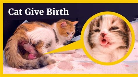 How To Help Cats Giving Birth Signexercise2