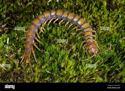 Vietnamese Centipede Scolopendra Subspinipes Hawaii Stock Photo Alamy