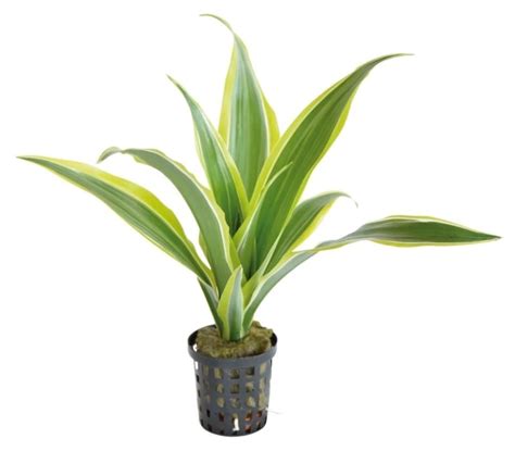 Dracaena Sanderiana Geel In 5 Cm Pot Junai Nl