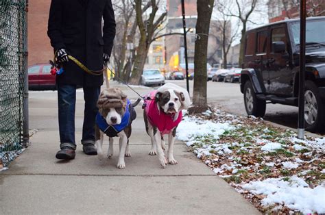 Two Pitties in the City: City Dog: On Walking a Dog in the City