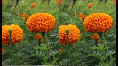 Gardening Tips: Right time to Grow Marigold/Hajari/Pre -MONSOON - YouTube