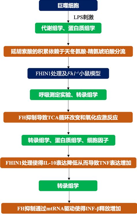 Nature多组学揭示靶向延胡索酸水合酶有望成为炎症性疾病治疗的新方向 知乎