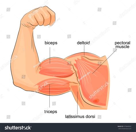 Muscles Hand Anatomy Stock Vector (Royalty Free) 375849922 | Shutterstock