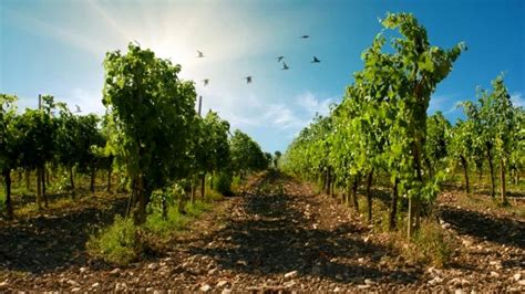 Agricoltura Nuovi Vigneti In Emilia Romagna Bando Della Regione Da 13