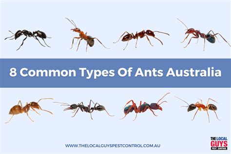 The 8 Most Common Types Of Ants Australia The Local Guys Pest Control